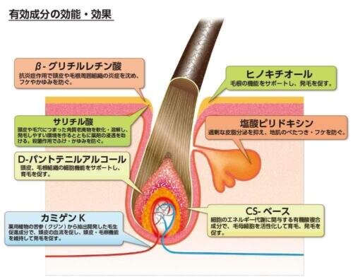 【日本製】KAMINOMOTO 女士美髮精華素 護髮精華 生育後脫髮護理 KAMINOMOTO LADIES HAIR TREATMENTS hair care prevent falling hair prevents itch and dandruff